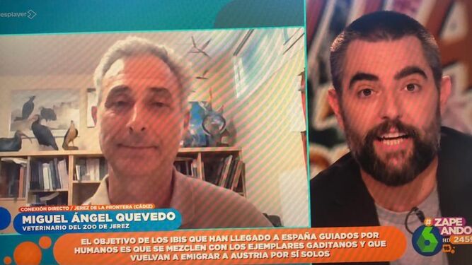 Miguel Ángel Quevedo, veterinariodel Zoo de Jerez, en pantalla junto a Dani Mateo, presentador de Zapeando.