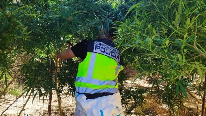 La Policía Nacional desmantela plantaciones de marihuana en Jerez y la Sierra de San Cristóbal, en El Puerto.