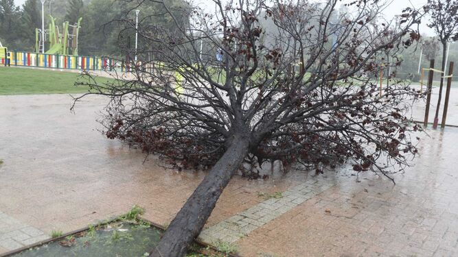 La caída de árboles se está repitiendo en varias zonas de Huelva.