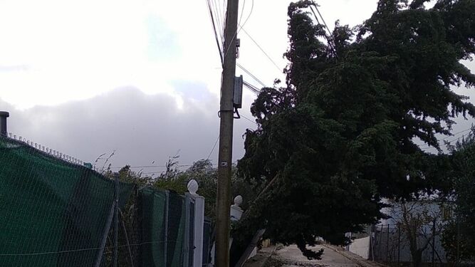 Un árbol doblado por el viento, el domingo en Cuartillos.