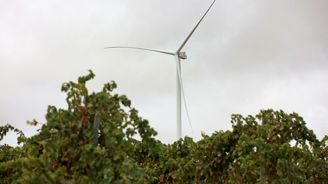Imagen de una viña jerezana con uno de los aerogeneradores del parque eólico El Barroso al fondo.