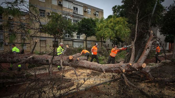 Trabajadores municipales y del servicio de Parques y Jardines durante la retirada de un árbol