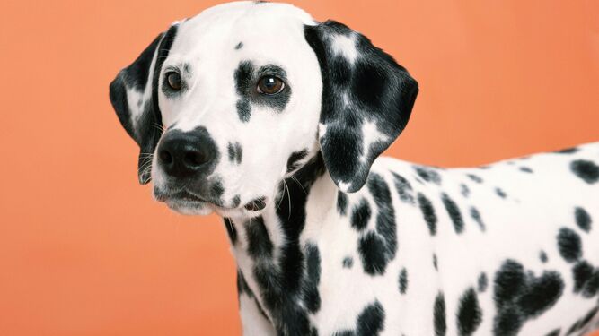 Dálmata, el perro de Croacia con manchas famoso en todo el mundo