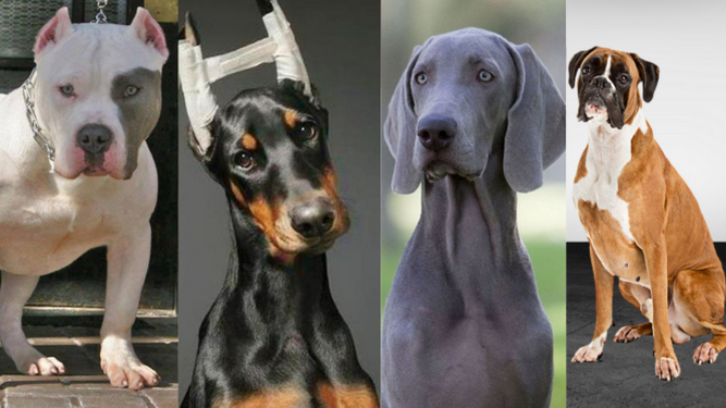 Razas de perros que sufren mutilaciones estéticas