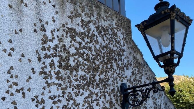 Mariposas de lymantria dispar en un muro de Alcalá de los Gazules.