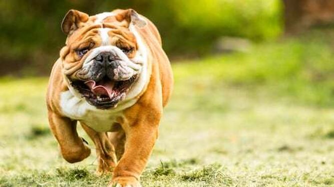 Bulldog inglés, uno de los perros que se han visto más afectados por la genética