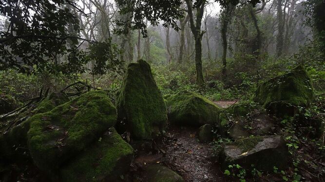 Bosque de Niebla.