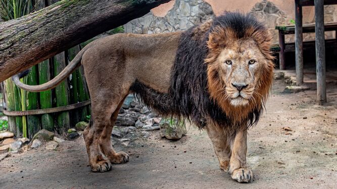 Szimba, el león asiático del Zoo de Jerez