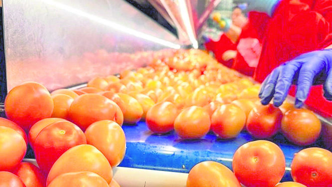 Trabajadoras de la empresa almeriense Vicasol, seleccionan el tomate en la cooperativa.