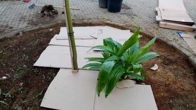 Puerto Real usa cartones en los jardines para reducir la necesidad de riego ante la sequía