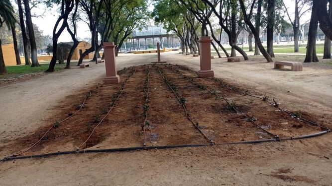Ya se han plantado las nuevas unidades en la Rosaleda, con sistema de riego.