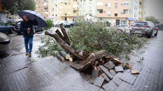 Un árbol derribado por la fuerza del viento en Princi-Jerez