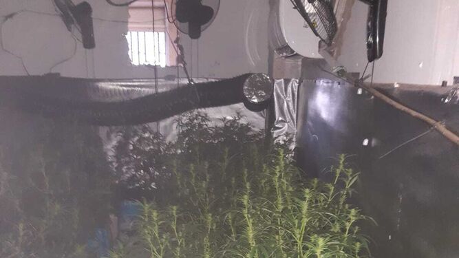 Plantación de marihuana descubierta tras el incendio en el cuarto de contadores.