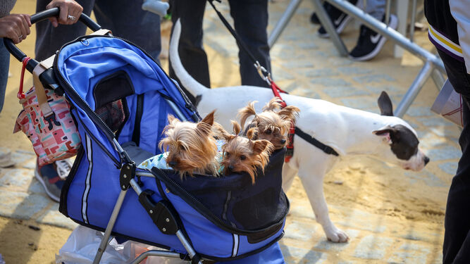 Varios perros participando en la pasada Fiesta de San Antón en Jerez