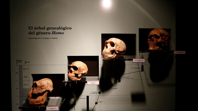 El árbol genealógico del género Homo, en el Museo.