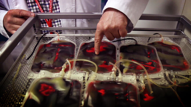 Bolsas de sangre del Centro de Transfusión ubicado en el Hospital de Jerez, en una imagen de archivo.