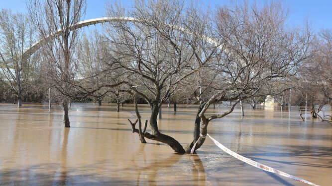 Árboles inundados a su paso por Zaragoza