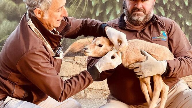 El veterinario Miguel Ángel Quevedo y el cuidador del zoo de Jerez, Javier Vázquez, chequeando a la hembra de órix de Arabia.