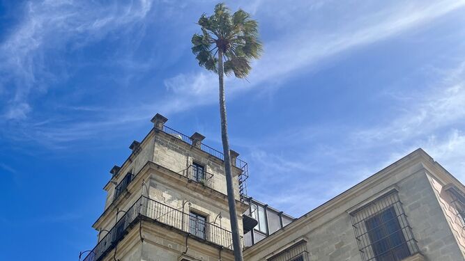 Las palmeras W. robustas de la Alameda Vieja