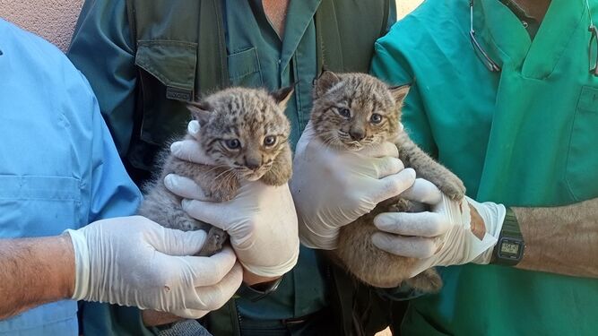 Imagen de otras dos crías de lince ibérico nacidas en el Zoo de Jerez el año pasado.