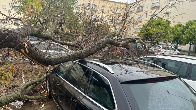 Imagen de un árbol caído sobre un vehículo particular en Jerez