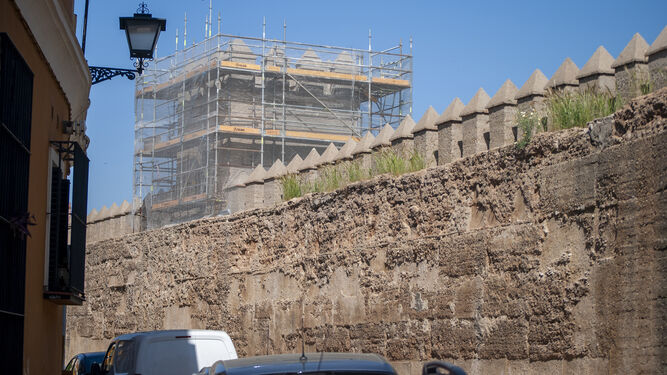 Jaramagos en la muralla de la Macarena recién restaurada