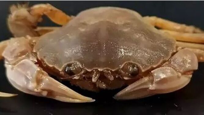 La nueva especie de cangrejo colectada en El Puerto