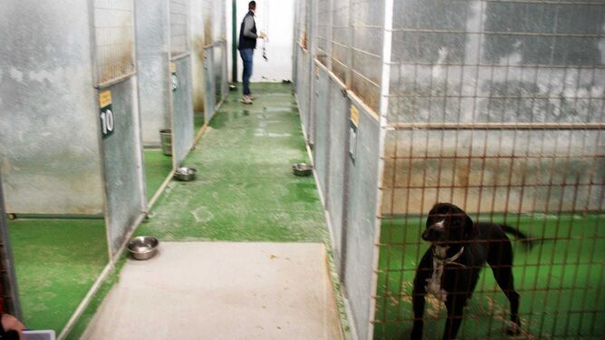 Una imagen del interior de las instalaciones del Centro de Protección Animal (Cemuproan).